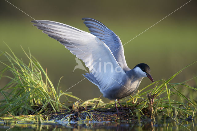 Whiskered Tern (Chlidonias hybridus)