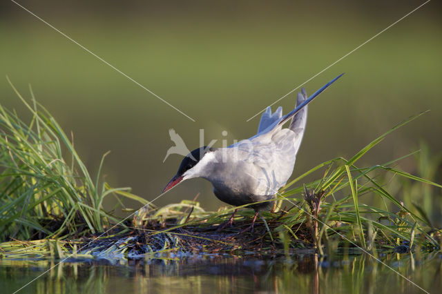 Whiskered Tern (Chlidonias hybridus)