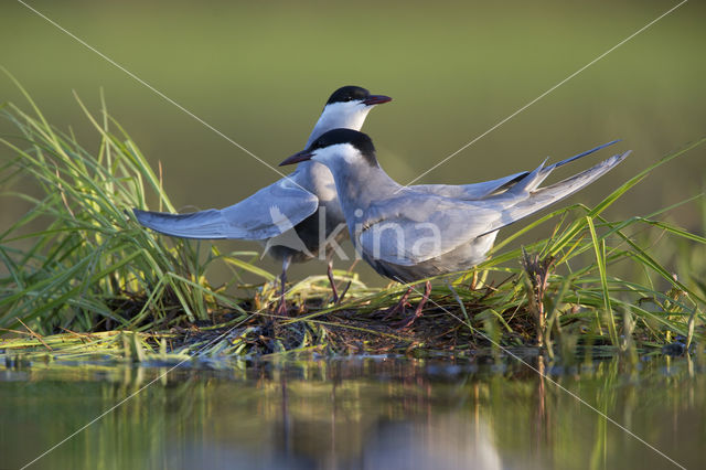 Whiskered Tern (Chlidonias hybridus)