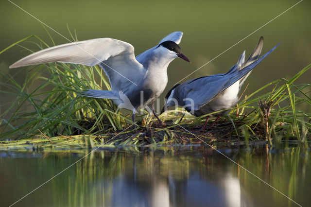 Whiskered Tern (Chlidonias hybridus)