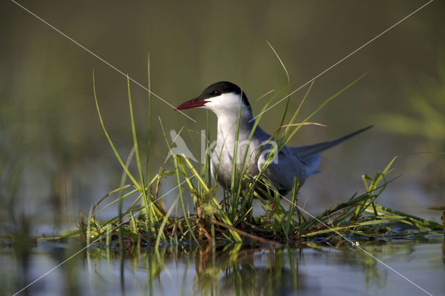 Whiskered Tern (Chlidonias hybridus)