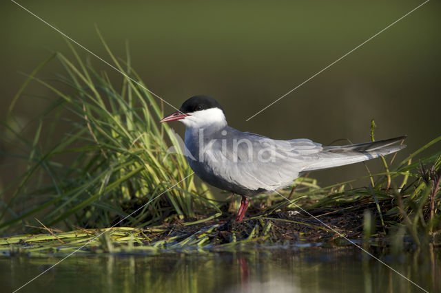 Whiskered Tern (Chlidonias hybridus)