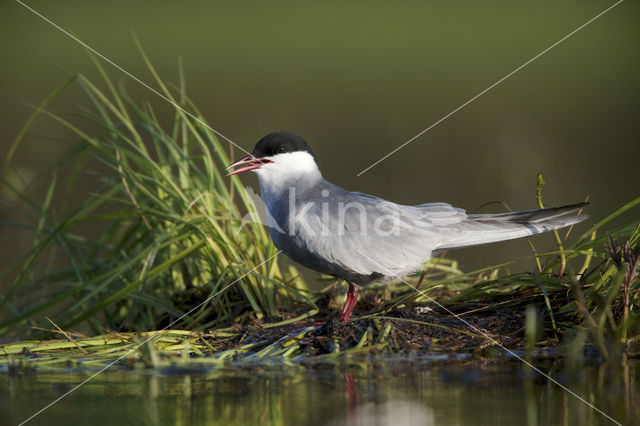 Whiskered Tern (Chlidonias hybridus)