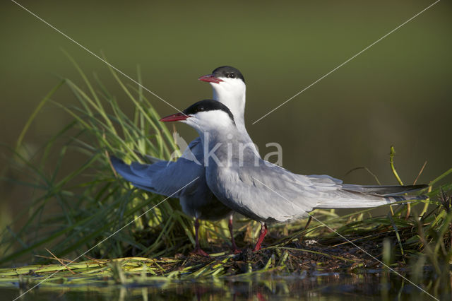 Whiskered Tern (Chlidonias hybridus)