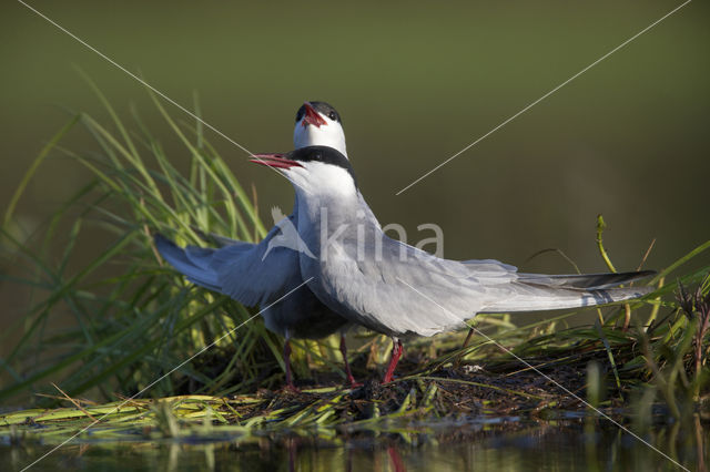 Whiskered Tern (Chlidonias hybridus)