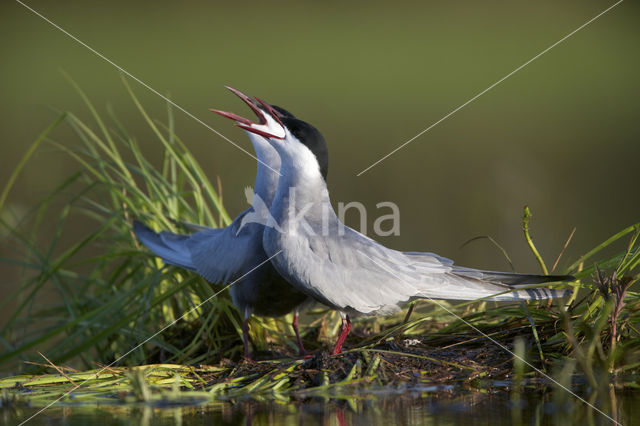 Whiskered Tern (Chlidonias hybridus)