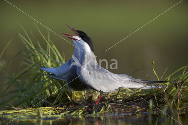 Whiskered Tern (Chlidonias hybridus)