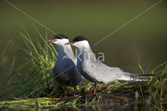 Whiskered Tern (Chlidonias hybridus)