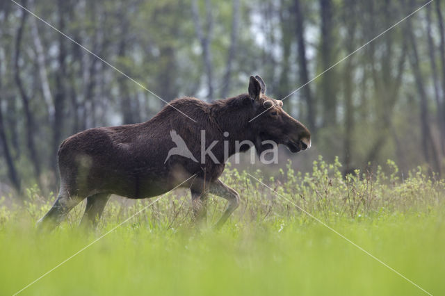 Eland (Alces alces)