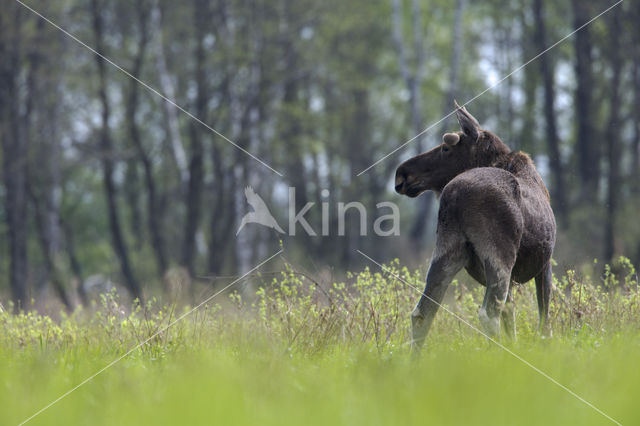 Elk (Alces alces)