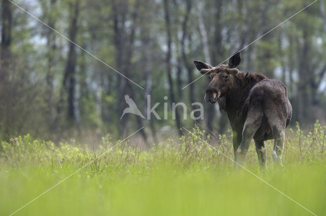 Eland (Alces alces)