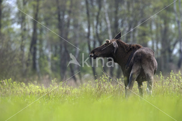 Eland (Alces alces)