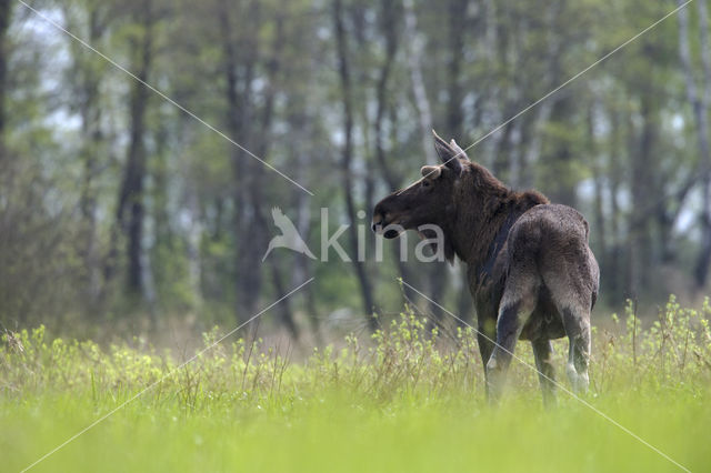 Eland (Alces alces)