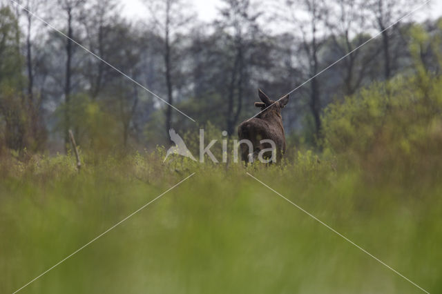 Eland (Alces alces)