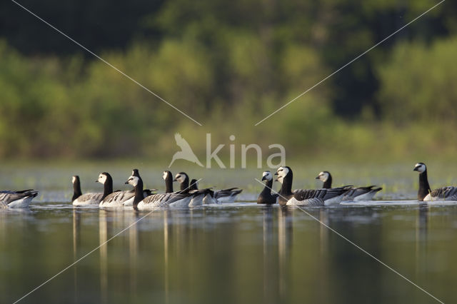 Barnacle Goose (Branta leucopsis)