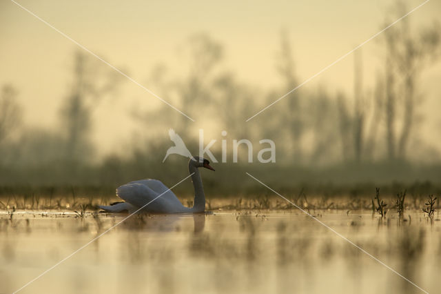 Knobbelzwaan (Cygnus olor)