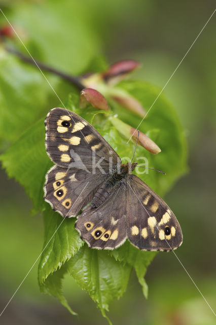 Speckled Wood (Pararge aegeria)