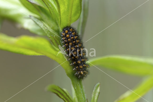 Bosparelmoervlinder (Melitaea athalia)