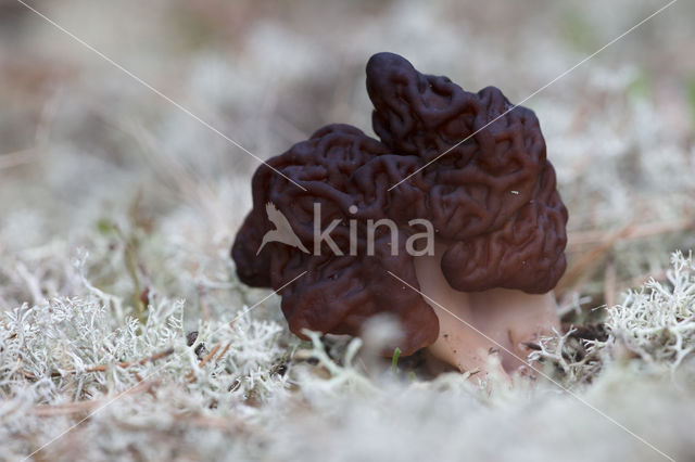 False Morel (Gyromitra esculenta)