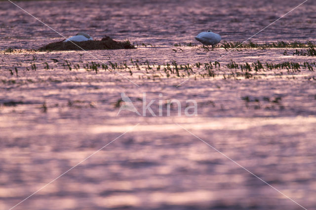 Mute Swan (Cygnus olor)