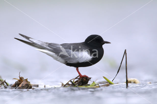 White-winged Tern (Chlidonias leucopterus)