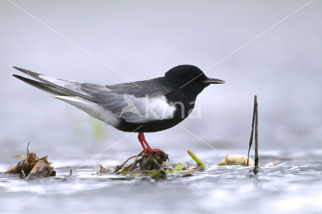 White-winged Tern (Chlidonias leucopterus)