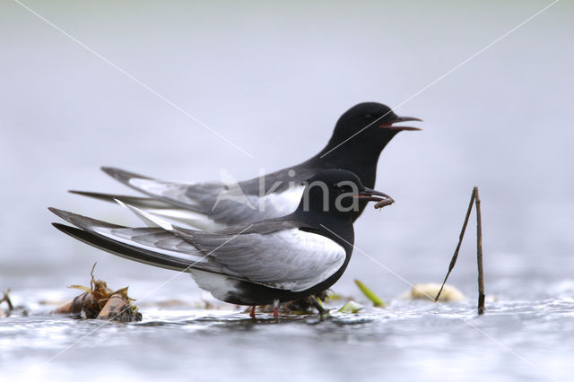 Witvleugelstern (Chlidonias leucopterus)