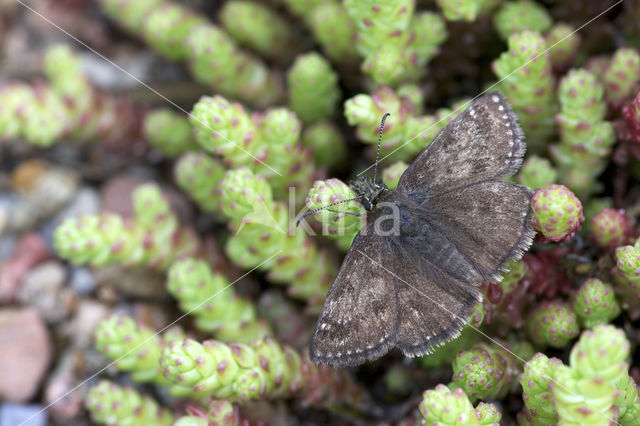 Bruin dikkopje (Erynnis tages)