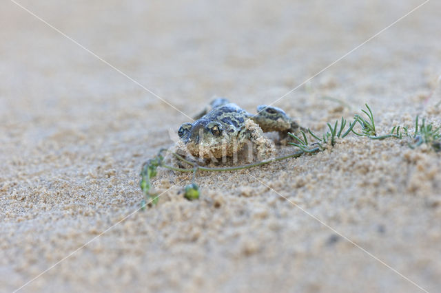 Common Spadefoot Toad (Pelobates fuscus)