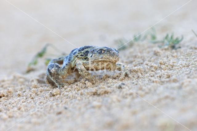 Common Spadefoot Toad (Pelobates fuscus)