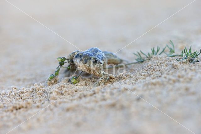 Common Spadefoot Toad (Pelobates fuscus)