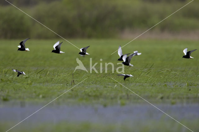 Witvleugelstern (Chlidonias leucopterus)