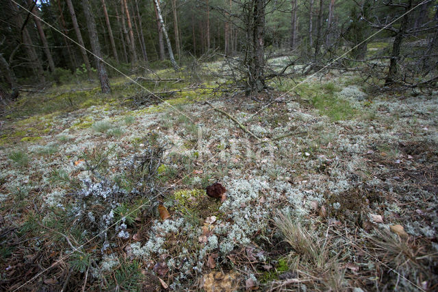 Voorjaarskluifzwam (Gyromitra esculenta)