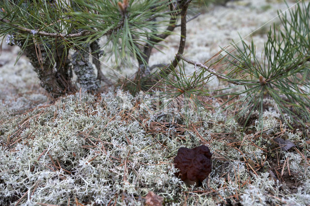 Voorjaarskluifzwam (Gyromitra esculenta)