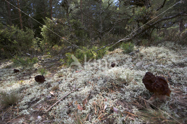 Voorjaarskluifzwam (Gyromitra esculenta)