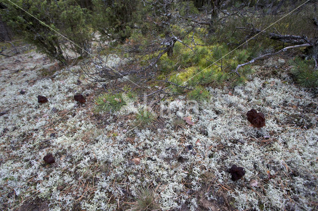 Voorjaarskluifzwam (Gyromitra esculenta)