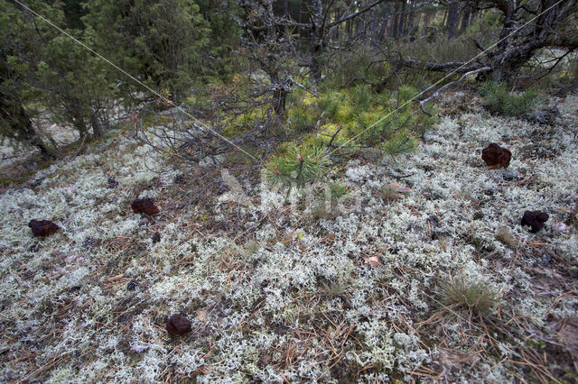 Voorjaarskluifzwam (Gyromitra esculenta)