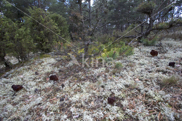 False Morel (Gyromitra esculenta)