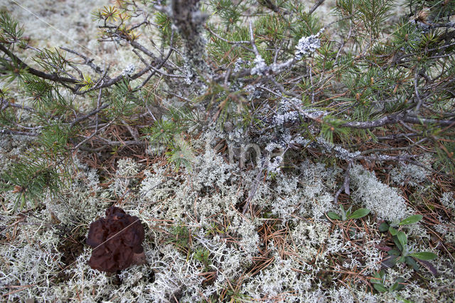 Voorjaarskluifzwam (Gyromitra esculenta)