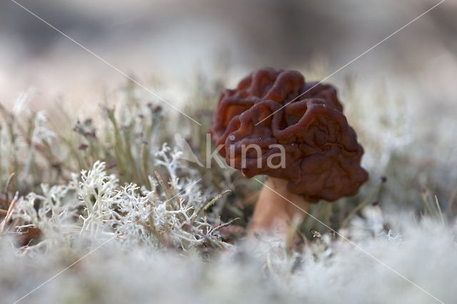 Voorjaarskluifzwam (Gyromitra esculenta)
