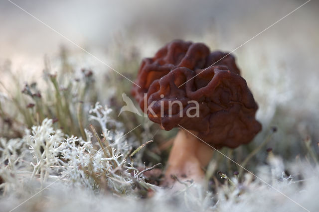 Voorjaarskluifzwam (Gyromitra esculenta)