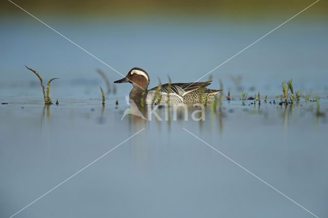 Garganey (Anas querquedula)