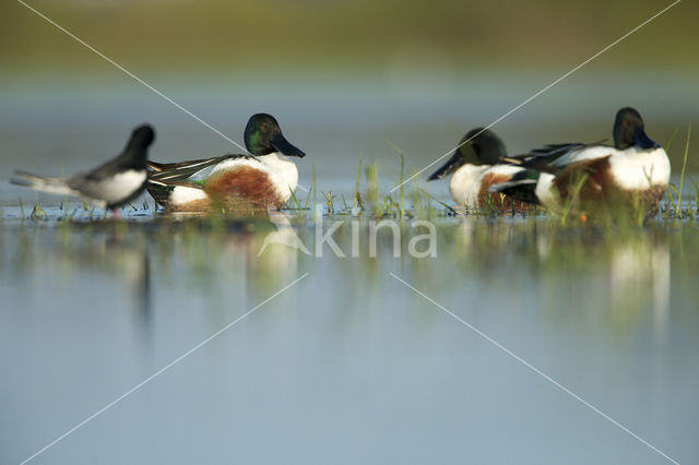 Northern Shoveler (Anas clypeata)