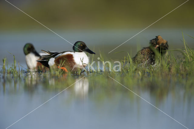 Northern Shoveler (Anas clypeata)