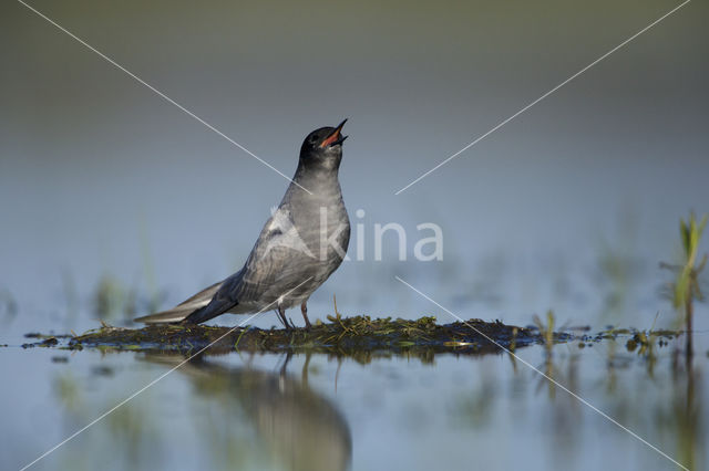 Zwarte Stern (Chlidonias niger)