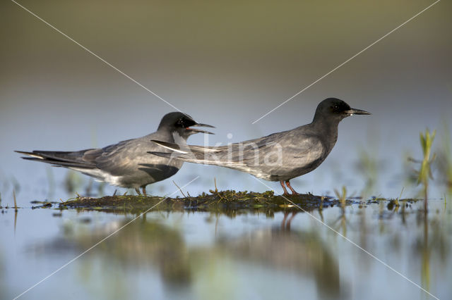 Zwarte Stern (Chlidonias niger)