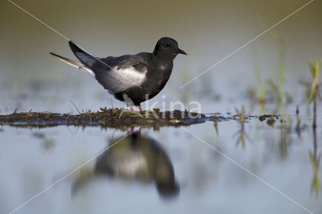 Witvleugelstern (Chlidonias leucopterus)