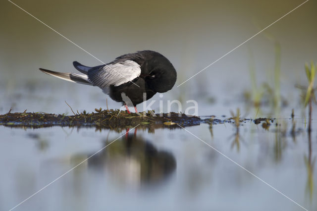 White-winged Tern (Chlidonias leucopterus)