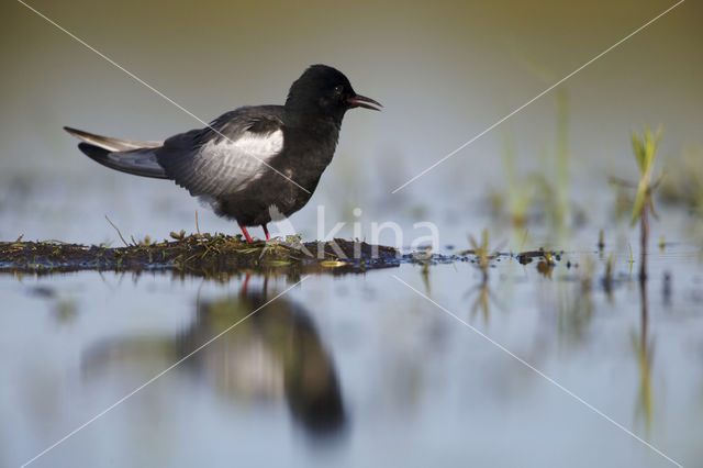 Witvleugelstern (Chlidonias leucopterus)