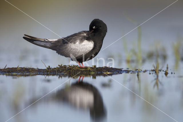 Witvleugelstern (Chlidonias leucopterus)